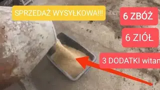 Jak robię PASZĘ z LOKALNYCH zbóż dla kur niosek? Zdrowe 🐔, więcej 🥚