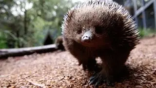 Meet Matilda the Echidna who has an allergy to ants