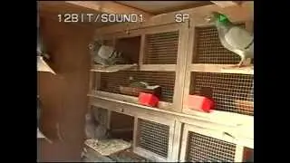 Danny McCarthy's UK Tippler Tour 2006 P2