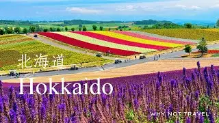 Лето на Хоккайдо такое прекрасное! • Неограниченное количество королевских крабов, лавандовые поля