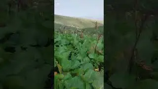 Faxralı yaylağı ,Baş keçid.