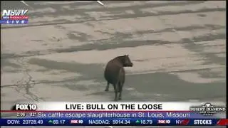 BREAKING MOOS: Six Cattle Escape Slaughterhouse, Bull on the Loose in St. Louis Missouri (FNN)