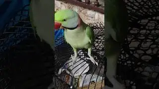 ❤️❤️Parrot saying papa papa #parrot #funny #parrotsound #papa #trending #parrotlover #viral