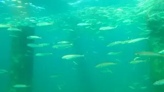 Go Pro Drop From MB Miller County Pier