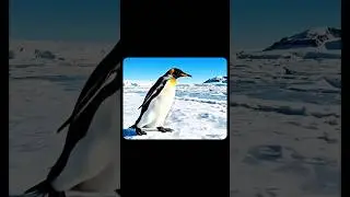 This Penguin Story Will Change Your Mindset 🐧🔥 life lesson.