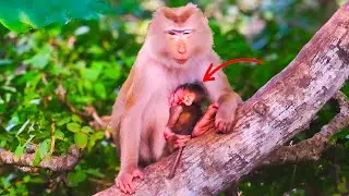 So Sweet! Milina Gently Rocks Her Baby to Sleep on a Wooden Branch