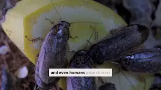 the fearless predator of the waters meet the giant water bug