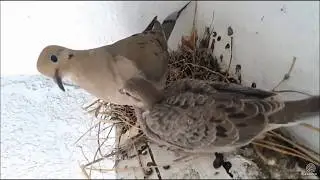 Doves ready to fledge  July 19, 2017