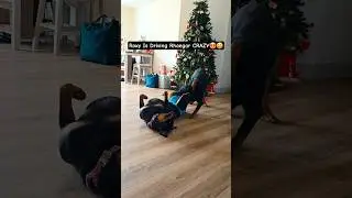 Rottweiler Reality #heat #cycle #rottweiler #reality #allday #everyday #3weeks #crazy #dog