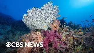 Coral reefs the first environmental system to pass climate 