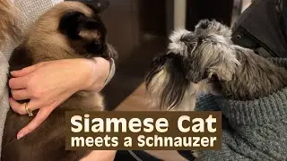 Siamese Cat meets a Schnauzer
