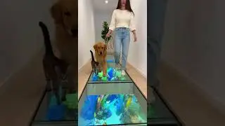 😂🐾🐟441 IQ Cat vs Dog&hellip; Who Wins the Ultimate Battle #funny #pets #cute