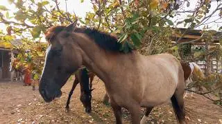 Beloved | Meeting the Herd of Happy Horses at Horse Spirit Healing in Costa Rica