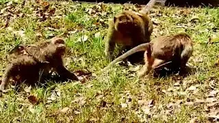 Emotion Attack.. Poor mom Scalet and Butter monkey try to hurt Jhoy monkey Because they not allow..