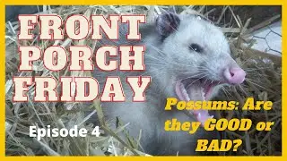 Опоссумы &mdash; это хорошо или плохо? &mdash; Front Poch Friday