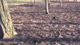 Grackles and Red-Wing Blackbirds - Humboldt Park, Chicago.