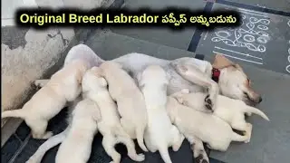 Original breed Labrador puppies for sale in telugu/ 98486 28907 /aj pets