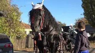 Nunta lui George si Emilia - Dacar la trasura - Obrejita, Vrancea - 2022 Nou!!!