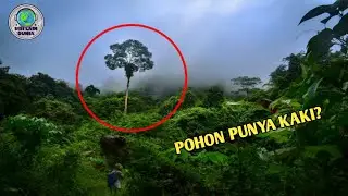 Bikin Merinding! Terekam Kamera Warga, Pohon Berjalan di Hutan ini Seperti Manusia