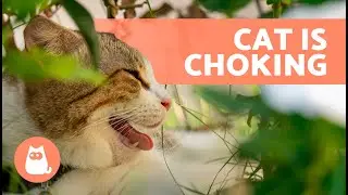 Why is My CAT CHOKING? 🐱⚠️ (5 Causes and Treatment)
