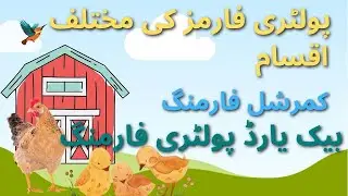 Different Types of Poultry Farming: Commercial vs. Backyard Operations in pakistan murghi palan