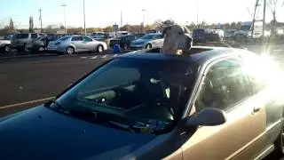 Great Dane's head looked so huge sticking out of that sunroof.