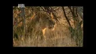 Into The Pride fight with lions Dave Salmoni