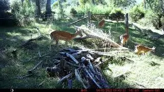 Tolmie deer Campark T80 Trail Camera