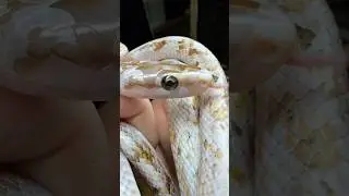 Тонкохвостый полоз #вмиреживотных #животные #reptiles #питомцы
