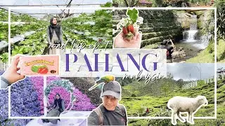 MALAYSIA ROAD TRIP ep.7 &hearts; PAHANG | Abang Strawberry, Agro Market, Tea Valley | Travel Cost & Guide
