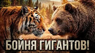 БОЙНЯ В ТАЙГЕ: Зачем ТИГРЫ специально ищут МЕДВЕДЕЙ?
