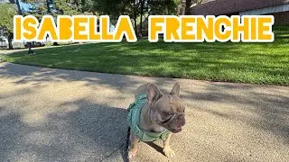 ISABELLA FRENCHIE ON A WALK ( HIGH QUALITY ) 