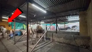 आत घेताना भीमाला असा सोडव लागतो | #khillar #khillarcow 