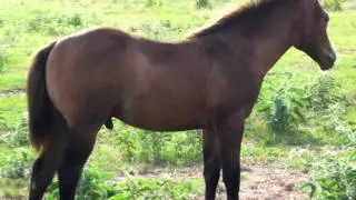 Colts For Sale