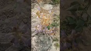amazing rare plant #plants #farming #rooting #greening #satisfying #shorts #flowers #root #remove