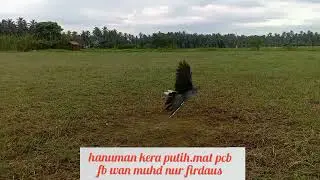 burung  terkukur tembak angup.angup belari #hanuman kera putih (mat pcb)