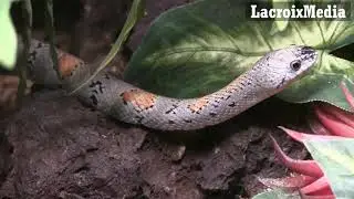 Grey Banded King Snake At Alligator Adventure Myrtle Beach