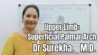 Anatomy Lectures Upper Limb: Superficial Palmar Arch #anatomylectures #anatomy #humananatomy