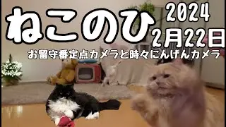 【ねこのひ】お猫様の半日定点カメラと時々にんげんカメラ…！！！【人間】