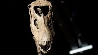 Prehistoric Museums | Zoological Museum (Copenhagen, Denmark)