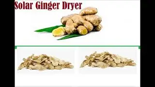 Solar Ginger Dryer I Solar Dehydration of ginger I Solar Dryer