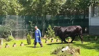 SEMTEST CRAIOVA 2019 - PREZENTARE TAURI