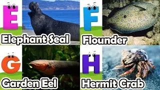 Alphabet Song with Sea Animals | ABC Learning Video for Preschool Kids | Koko Study Class