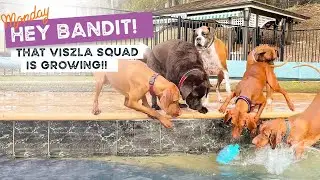 Hey Bandit, that Vizsla squad is growing!