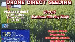 DRONE DIRECT SEEDING DDS| 40 DAS Close to Panicle Initiation for FINAL TOPDRESSING 