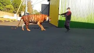 YO'LBARS TIGER