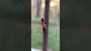 La (Grosse) Fourmi Charpenti&egrave;re