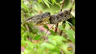 Shore Pit Viper #dangerous