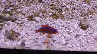 Crossi Damsel