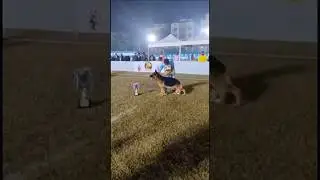 German Shepherd Speciality Show Calcutta #gsdshow #gsdfarm #shorts #viralvideo #trendingshorts #gsd